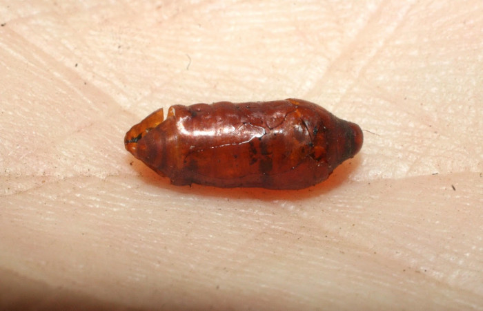 Fig. 9 Pupa de la larva <i>Isochaetes kenjii</i>, adentro parásitos <i>Austrophorocera</i> Janzen07 familia (Tachinidae). Voucher: 08-SRNP-56546-DHJ462589.jpg.