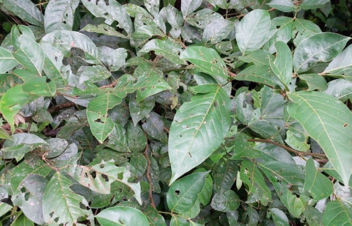  <i>Inga punctata</i> (Fabaceae), planta hospedera de <i>Pero coronada</i> (Geometridae. Sector San Cristóbal, Bosque Transición. Foto, Elda Araya, 11 	Diciembre 2022.
