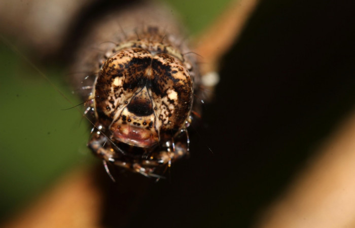  Cabeza en posición frontal de <i>Pero coronata</i> (Geometridae), U estadio. Sector Pitilla, Pasmompa. Voucher 17-SRNP-32045-DHJ740086.jpg.