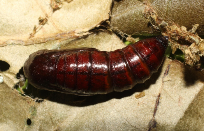  Pupa en posición dorsal de <i>Pero coronata</i> (Geometridae). Sector Del Oro, Estación Los Almendros, Tangelo. Voucher 19-SRNP-20303-DHJ756622.jpg.