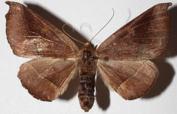  Adulto en posición dorsal de <i>Pero coronat</i>a (Geometridae). Sector Pitilla, Pasmompa. Voucher 17-SRNP-32045-DHJ936002.