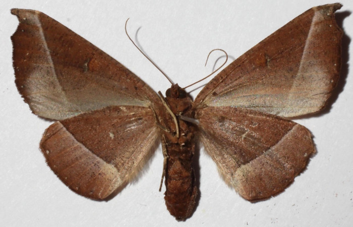  Adulto en posición central de <i>Pero coronata</i> (Geometridae). Sector Pitilla, Pasmompa. Voucher 17-SRNP-32045-DHJ936003.