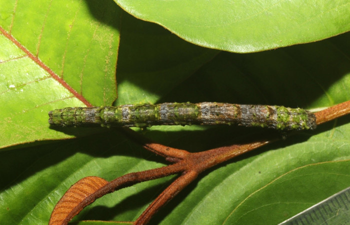  Larva en posición dorsal de <i>Pero coronata</i> (Geometridae), U estadio. Sector Pitilla, Estación Quica, Medrano. Voucher 18-SRNP-70707-DHJ741984.jpg.