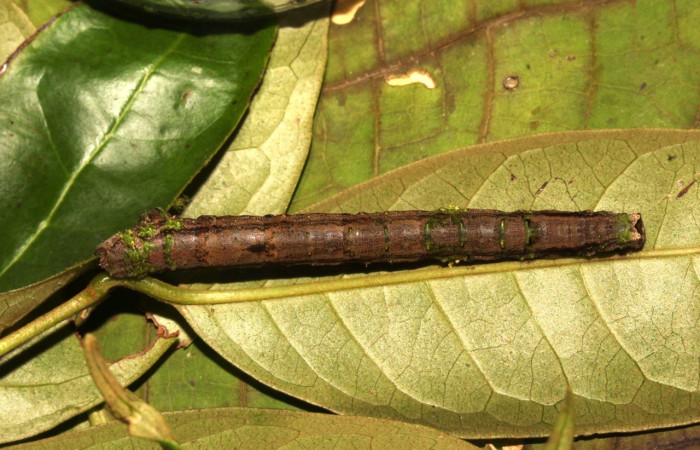  Larva en posición dorsal de <i>Pero tabitha</i> (Geometridae), U estadio. Sector Pitilla, Loaiciga. Voucher 21-SRNP-31010-DHJ787081.jpg.