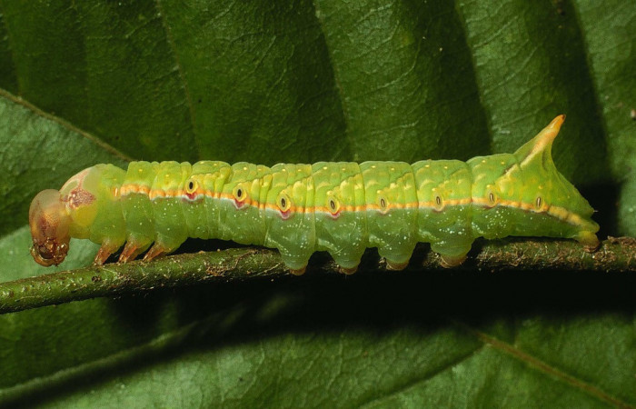 Fig. 7. Larva de <i>Hapigia</i> nodicornisICG03 (Notodontidae),vista lateral en proceso de muda de su cabeza, planta hospedera <i>Dioclea malacocarpa</i> ( Fabaceae). Voucher: 01-SRNP-5451-DHJ63395.