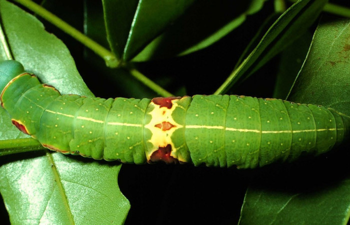 Fig. 10. Larva de <i>Hapigia cresus</i> (Notodontidae), vista dorsal en planta hospedera <i>Andira inermis</i> ( Fabaceae), larva con colores muy llamativos en su dorso. Voucher: 01-SRNP-9559-DHJ59154.
