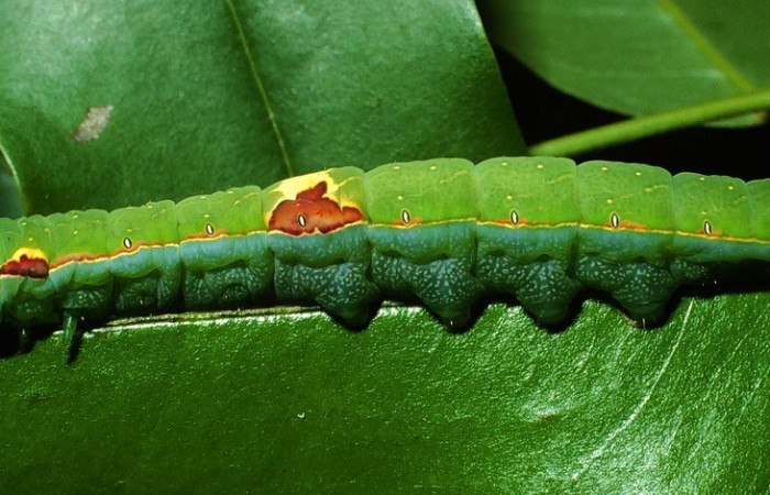 Fig. 11. Larva de <i>Hapigia cresus</i> (Notodontidae), vista lateral en planta hospedera <i>Andira inermis</i> ( Fabaceae), larva con colores llamativos en su lateral. Voucher: 01-SRNP-9559-DHJ59159.