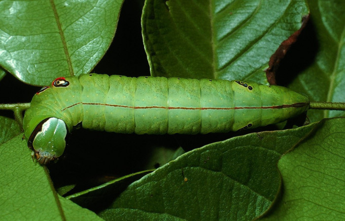 Fig. 1. Larva de <i>Hapigia repandens</i> (Notodontidae), vista dorsal, comiendo <i>Machaerium seemannii</i> (Fabaceae). Voucher: 03-SRNP-11901-DHJ75980.