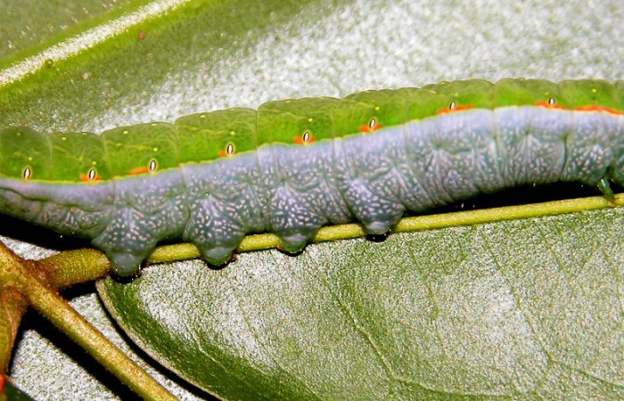 Fig. 8. Larva de <i>Hapigia cresus</i> (Notodontidae), vista lateral en planta hospedera <i>Andira inermis</i> ( Fabaceae). Voucher: 03-SRNP-2115-DHJ35262.