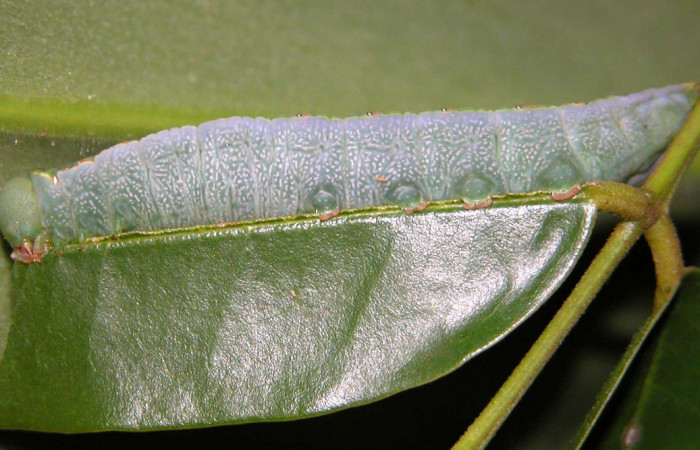 Fig. 9. Larva de <i>Hapigia cresus</i> (Notodontidae), vista lateral en planta hospedera <i>Andira inermis</i> ( Fabaceae), larva vista ventralmente. Voucher: 03-SRNP-2115-DHJ35263.
