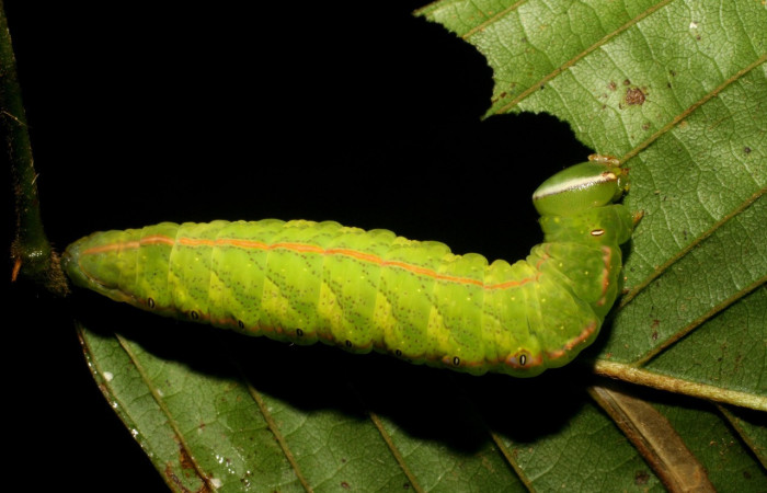 Fig. 20. Larva de <i>Hapigia simplex</i> (Notodontidae), vista dorsal en planta hospedera <i>Dioclea malococarpa</i>. (Fabaceae), muescas en forma circular dejada al alimentarse. Voucher: 07-SRNP-218-DHJ418270.