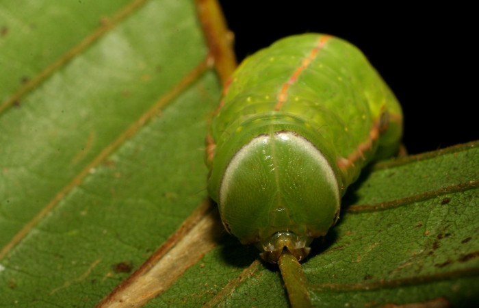 Fig. 19. Detalle cabeza último estadio larva de <i>Hapigia simplex</i> (Notodontidae, planta hospedera <i>Dioclea malococarpa</i>. ( Fabaceae). Voucher: 07-SRNP-218-DHJ418270.
