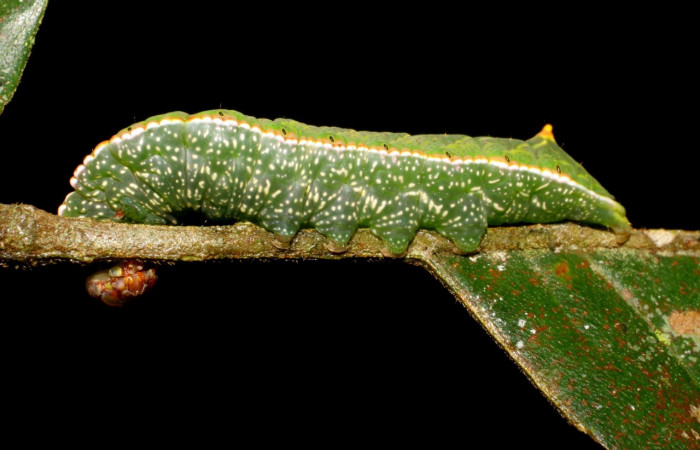 Fig. 15. Larva de <i>Hapigia</i> simplexDHJ07 (Notodontidae), Planta hospedera <i>Inga edulis</i> (introducdido). ( Fabaceae). Voucher: 07-SRNP-3649-DHJ429582.