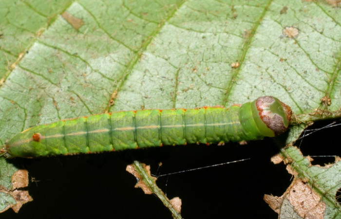 Fig. 16. Larva de <i>Hapigia simplex</i> (Notodontidae), vista lateral en planta hospedera <i>Inga chocoensis</i>. (Fabaceae). Voucher: 07-SRNP-4189-DHJ429887.
