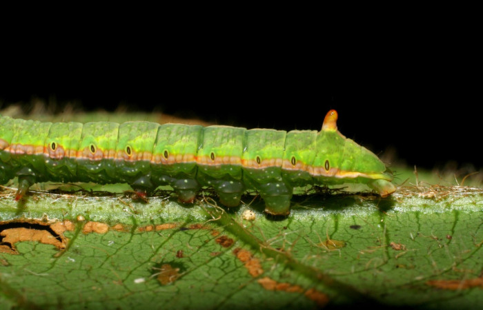 Fig. 18. Detalle protuberancia posterior larva de <i>Hapigia simplex</i> (Notodontidae), planta hospedera <i>Inga chocoensis</i>. ( Fabaceae). Voucher: 07-SRNP-4189-DHJ429892.
