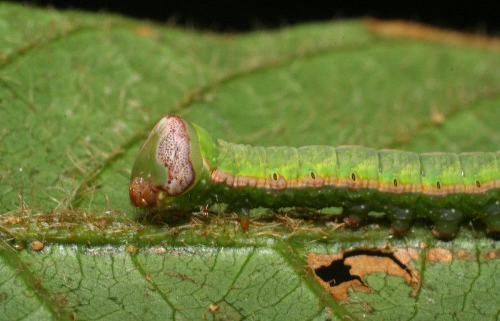 Fig. 17. Detalle lateral cabeza larva de <i>Hapigia simplex</i> (Notodontidae), planta hospedera <i>Inga chocoensis</i>. ( Fabaceae). Voucher: 07-SRNP-4189-DHJ429893.