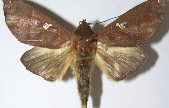 Fig. 24. Adulto de <i>Hapigia simplex</i> (Notodontidae), vista dorsal, en sus alas anteriores presenta un color café con puntos dorados en sus alas posteriores un color gris . Voucher: 07-SRPN-42681-DHJ387502.