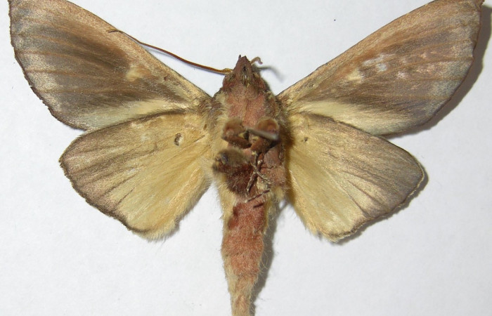 Fig. 25. Adulto de <i>Hapigia simplex</i> (Notodontidae), ventralmente sus alas anteriores como posteriores presenta un color uniforme grisáceo . Voucher: 07-SRPN-42681-DHJ387503.