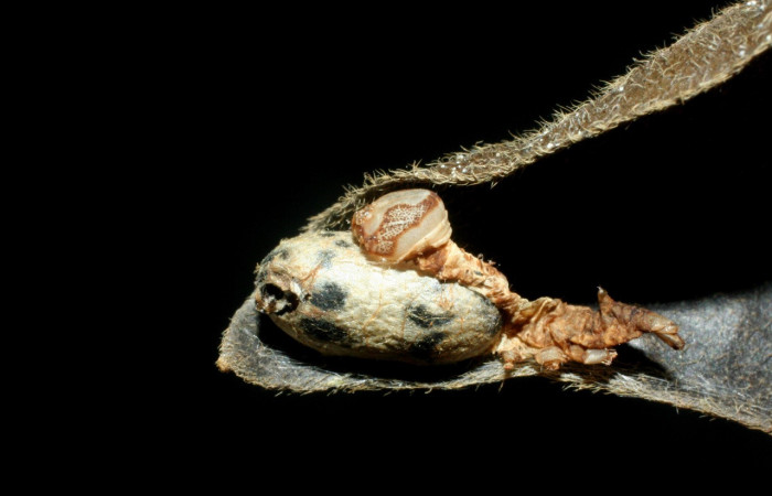 Fig. 23. Restos de larva de <i>Hapigia simplex</i> (Notodontidae), con capullo de avispa parásita <i>Microcharops</i> tibialisDHJ03, familia (Ichneumonidae). Voucher: 07-SRPN-60417-DHJ453039.