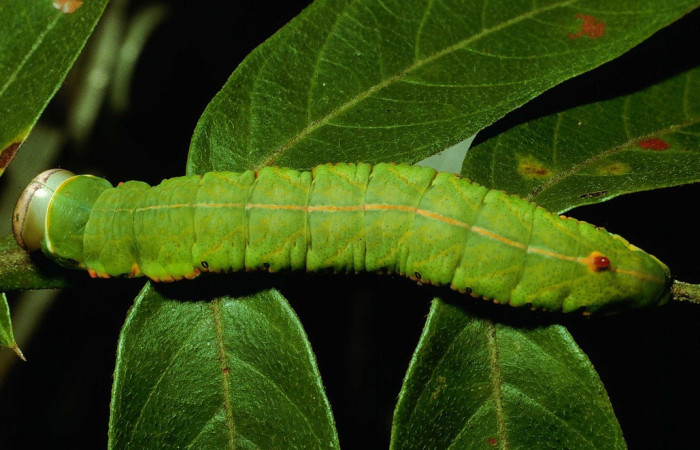 Fig. 21. Larva de <i>Hapigia simplex</i> (Notodontidae), planta hospedera <i>Machaerium biovulatum</i>. ( Fabaceae), oruga muy idéntica a Hapigia simplexDHJ07 (Fig.14). Voucher: 92-SRNP-4597-DHJ16662.
