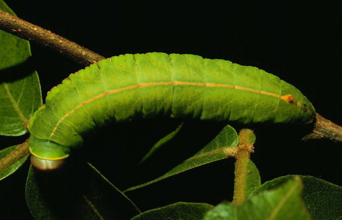 Fig. 14. Larva de <i>Hapigia</i> simplexDHJ07 (Notodontidae), vista dorsal en planta hospedera <i>Inga vera</i> ( Fabaceae). Voucher: 93-SRNP-2728-DHJ27105.