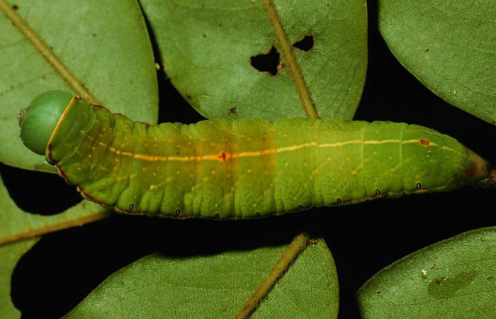 Fig. 13. Larva de <i>Hapigia</i> cresusDHJ02 (Notodontidae), vista dorsal en planta hospedera <i>Andira inermis</i> ( Fabaceae). Voucher: 93-SRNP-3333-DHJ27107.