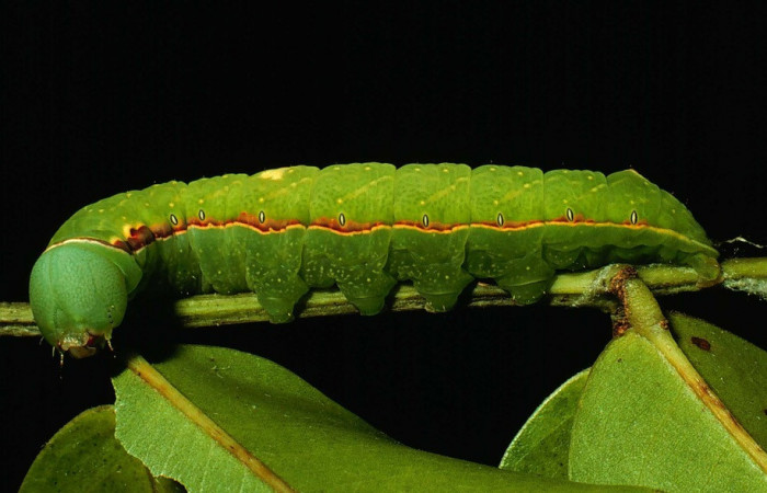 Fig. 12. Larva de <i>Hapigia</i> cresusDHJ02 (Notodontidae), vista lateral en planta hospedera <i>Andira inermis</i> ( Fabaceae). Voucher: 93-SRNP-3828-DHJ27117.