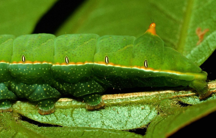 Fig. 22. Detalle de pelos en sus propatas larva de <i>Hapigia simplex</i> (Notodontidae), planta hospedera <i>Inga vera</i>. ( Fabaceae). Voucher: 93-SRNP-7499-DHJ26857.