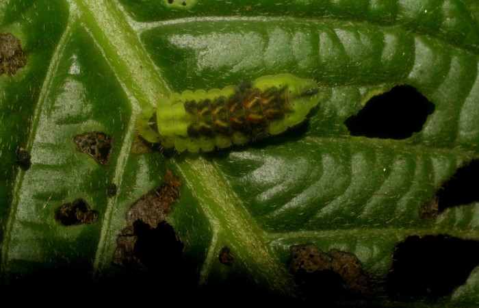 Figura 4. Detalle dorsal, <i>Iaspis andersoni</i> (Lycaenidae). (07-SRNP-4715-DHJ434029).