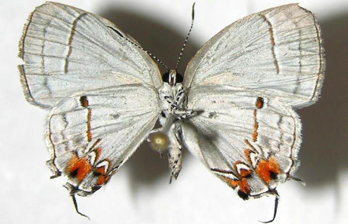 Figura 13. Adulto, vista ventral <i>Iaspis andersoni</i> (Lycaenidae). (07-SRNP-4716-DHJ383261)