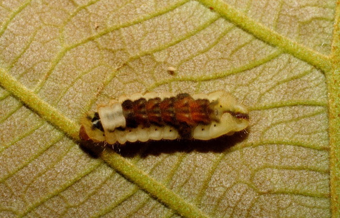 Figura 6. Detalle lateral y dorsal, <i>Iaspis andersoni</i> (Lycaenidae). (07-SRNP-65855-DHJ431365).