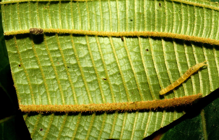 Fig.11  Cadáver y capullo de Glyptapanteles Janzen05 (Braconidae) en <i>Antiblemma Antiblemma tuva</i> . Voucher: 11-SRNP-32176-DHJ483986.jpg