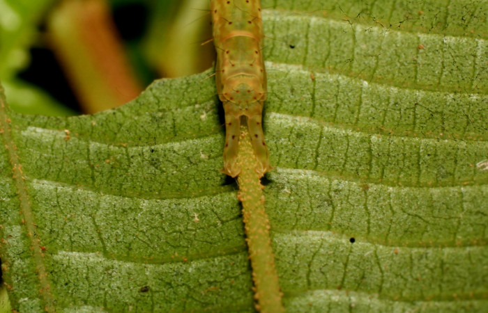 Fig.2  Larva <i>Antiblemma tuva</i> en último estadío mostrando la parte propatas.  Voucher: 11-SRNP-32179-DHJ483990.jpg