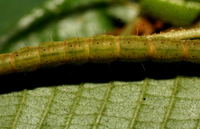 Fig.4 Larva <i>Antiblemma tuva</i> en último estadío mostrando la parte dorsal mostrando caracterisca glabra del cuerpo.Voucher:  11-SRNP-32179-DHJ483993.jpg