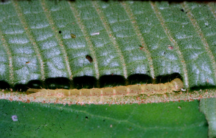 Fig.6 Larva <i>Antiblemma tuva</i> tercer estadío mostrando la parte lateral mostrando forma del cuerpo en los primeros estadíos. Voucher: 11-SRNP-32156-DHJ483918.jpg