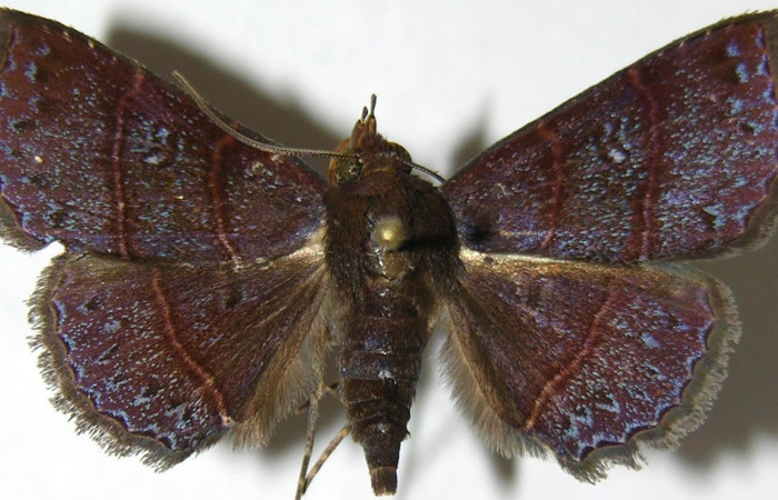 Fig.9 Adulto<i>Antiblemma tuva</i>  dorsal. Voucher: 07-SRNP-46424-DHJ388810.jpg