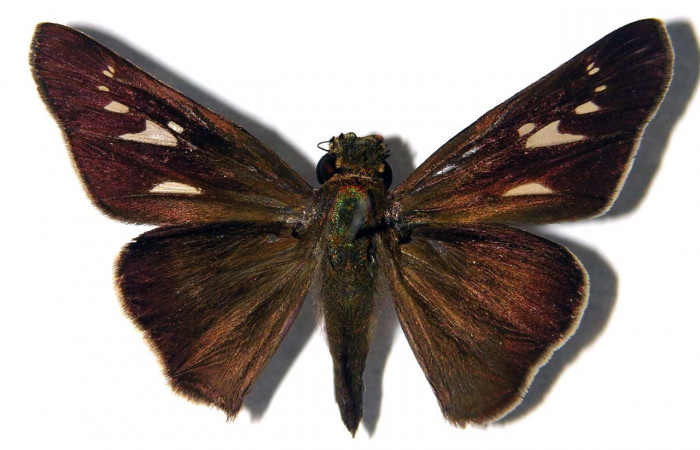 Figura 9. Adulto de <i>Panoquina lucas</i> (Hesperiidae), hembra vista dorsal, localidad Quebrada Otilio, Sector Cacao ACG (550m). Voucher: 04-SRNP-47733-DHJ97818.jpg.