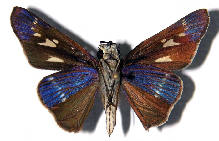 Figura 10. Adulto de <i>Panoquina lucas</i> (Hesperiidae), hembra vista ventral, localidad Quebrada Otilio, Sector Cacao ACG (550m). Voucher: 04-SRNP-47733-DHJ97819.jpg.