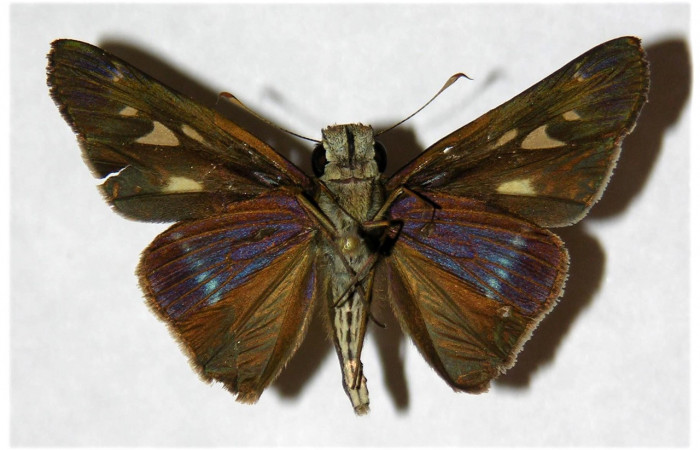 Figura 8. Adulto de <i>Panoquina lucas</i> (Hesperiidae), macho vista ventral, localidad Pasmompa Sector Pitilla ACG (440m). Voucher: 05-SRNP-32636-DHJ318091.jpg.