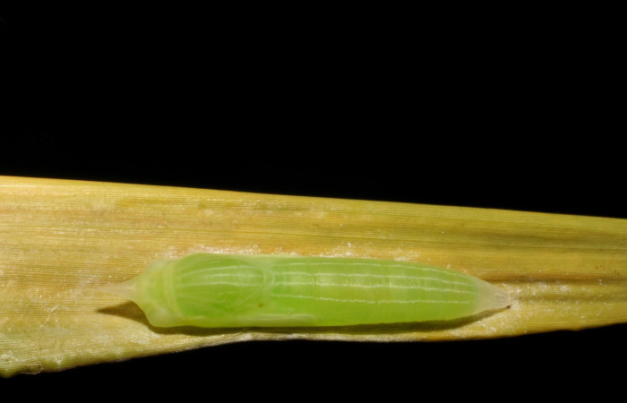 Figura 17. Pupa de <i>Panoquina</i> Janzen05 (Hesperiidae), vista dorsal, localidad Pasmompa, Sector Pitilla ACG (440m). Voucher: 05-SRNP-32749-DHJ404882.jpg.