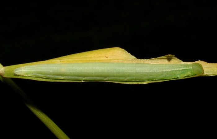 Figura 4. Larva <i>Panoquina lucas</i> (Hesperiidae), último estadío (U) vista lateral, localidad Pamompa Sector Pitilla ACG (440m). Voucher: 05-SRNP-33322-DHJ405773.jpg.