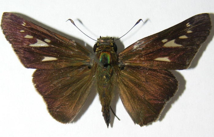 Figura 15. Adulto de <i>Panoquina</i> lucasDHJ03 (Hesperiidae), vista dorsal, localidad Pasmompa, Sector Pitilla ACG (440m). Voucher: 06-SRNP-32303-DHJ346298.jpg.