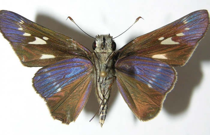 Figura 16. Adulto de <i>Panoquina</i> lucasDHJ03 (Hesperiidae), vista ventral, localidad Pasmompa, Sector Pitilla ACG (440m). Voucher: 06-SRNP-32303-DHJ346299.jpg.