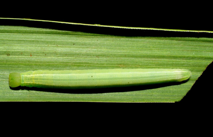 Figura 14. Larva <i>Panoquina</i> lucasDHJ03 (Hesperiidae), último estadío (U) vista dorsal, localidad Pasmompa, Sector Pitilla ACG (440m). Voucher: 06-SRNP-33013-DHJ416063.jpg.