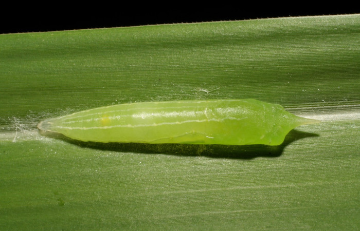Figura 6. Pupa de <i>Panoquina lucas</i> (Hesperiidae), vista dorsal, localidad Amonias, Sector Pitilla ACG (390m). Voucher: 07-SRNP-33023-DHJ427415.jpg.
