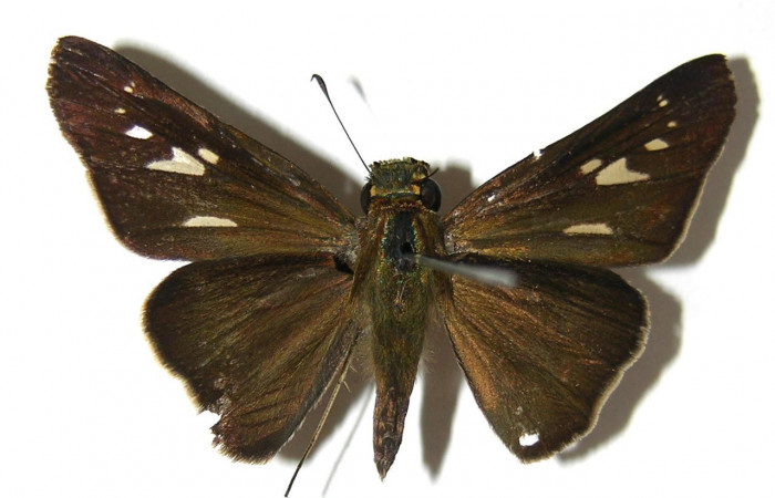 Figura 18. Adulto de <i>Panoquina</i> Janzen05 (Hesperiidae), vista dorsal, localidad Amonias, Sector Pitilla ACG (390m). Voucher: 07-SRNP-33024-DHJ378958.jpg.
