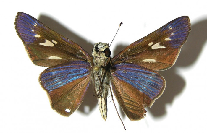 Figura 19. Adulto de <i>Panoquina</i> Janzen05 (Hesperiidae), vista ventral, localidad Amonias, Sector Pitilla ACG (390m). Voucher: 07-SRNP-33024-DHJ378959.jpg.