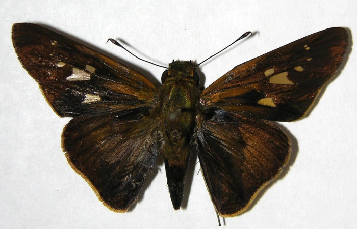Figura 12. Adulto de <i>Panoquina fusina</i> (Hesperiidae), vista dorsal, localidad Casa Andres, Sector Brasilia ACG (330m). Voucher: 07-SRNP-65865-DHJ382782.jpg.