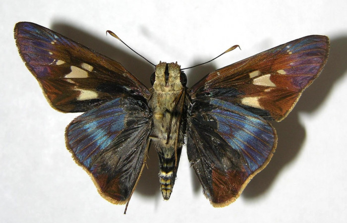 Figura 13. Adulto de <i>Panoquina fusina</i> (Hesperiidae), vista ventral, localidad Casa Andres, Sector Brasilia ACG (330m). Voucher: 07-SRNP-65865-DHJ382783.jpg.