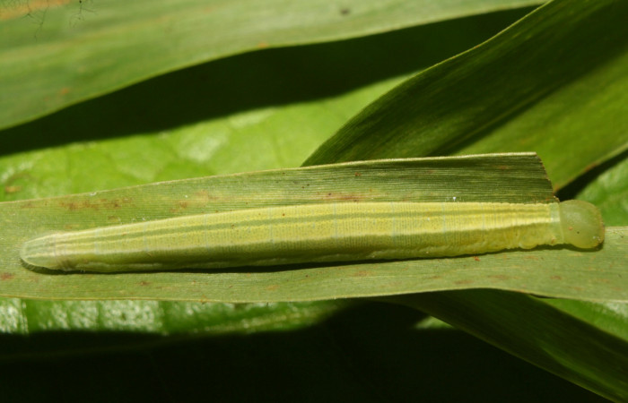 Figura 3. Larva <i>Panoquina lucas</i> (Hesperiidae), penúltimo estadío (PU) vista dorsal, localidad Medrano Estación Biológica Quica, Sector Pitilla ACG (380m). Voucher: 13-SRNP-71530-DHJ703152.jpg.